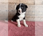 Small #6 Border Collie