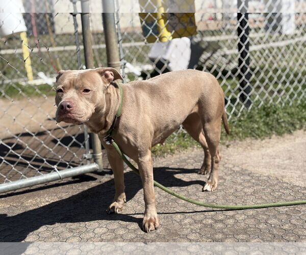 Medium Photo #4 American Pit Bull Terrier-Unknown Mix Puppy For Sale in Virginia Beach, VA, USA