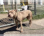 Small #3 American Pit Bull Terrier Mix