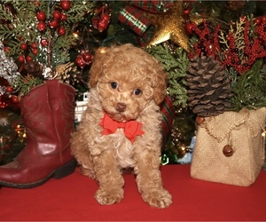 Poodle (Toy) Puppy for sale in LIBERAL, MO, USA