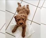 Small Photo #1 Poodle (Standard) Puppy For Sale in SAN BERNARDINO, CA, USA