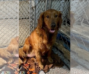 Mother of the Golden Retriever puppies born on 05/14/2023