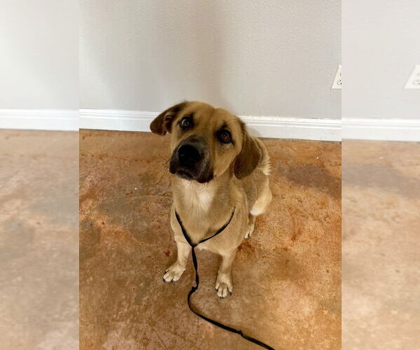 Medium Photo #1 Golden Retriever-Unknown Mix Puppy For Sale in Bolivar, MO, USA