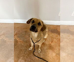 Golden Retriever-Unknown Mix Dogs for adoption in Bolivar, MO, USA