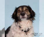 Small #4 Australian Shepherd-Dachshund Mix