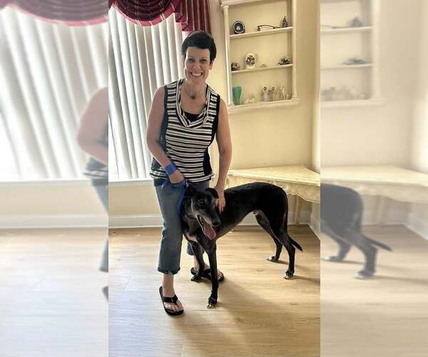 Medium Photo #4 Greyhound Puppy For Sale in Cherry Hill, NJ, USA