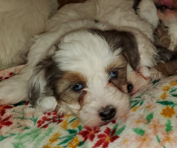 Medium Photo #6 Bernedoodle (Miniature) Puppy For Sale in LEETONIA, OH, USA