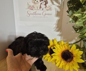 ShihPoo Puppy for sale in MOUNT OLIVE, NC, USA