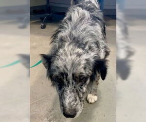 Australian Shepherd Dogs for adoption in Pampa, TX, USA