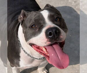 American Staffordshire Terrier-Unknown Mix Dogs for adoption in Lake Forest, CA, USA