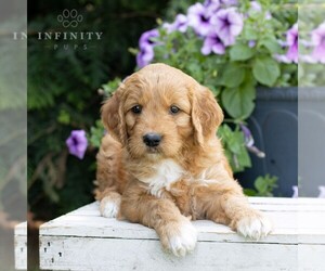 Goldendoodle Puppy for Sale in LITITZ, Pennsylvania USA