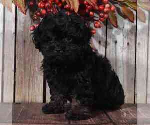 ShihPoo Puppy for sale in MOUNT VERNON, OH, USA