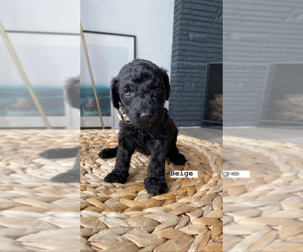 Medium Photo #2 Goldendoodle-Poodle (Standard) Mix Puppy For Sale in LOS ANGELES, CA, USA
