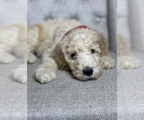 Medium Photo #2 Goldendoodle Puppy For Sale in SUMTER, SC, USA