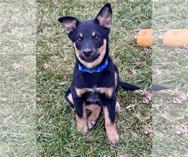 Medium Photo #2 Mutt Puppy For Sale in Sandy, UT, USA