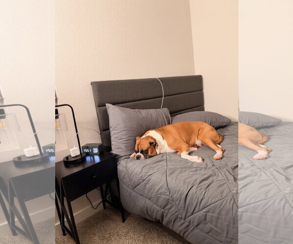 Medium Photo #7 Boxer Puppy For Sale in  Katy, TX, USA
