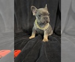 Small #4 French Bulldog