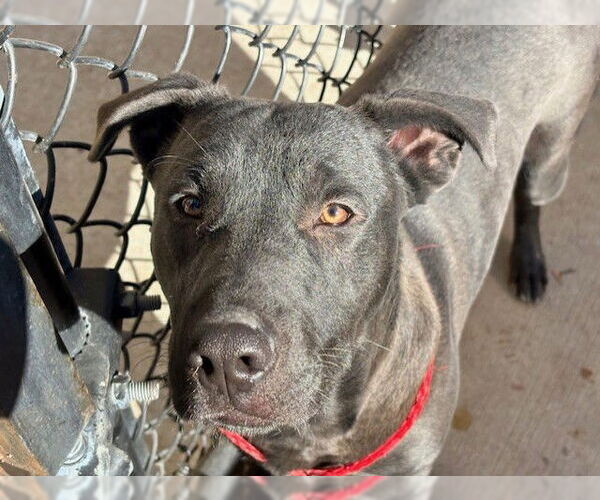 Medium Photo #1 Labrador Retriever-Unknown Mix Puppy For Sale in Tulsa, OK, USA