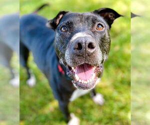 American Pit Bull Terrier Dogs for adoption in Boonton, NJ, USA