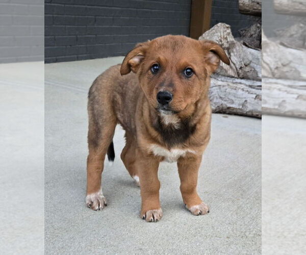 Medium Photo #3 Australian Cattle Dog Puppy For Sale in FRANKLIN, IN, USA
