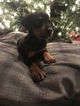 Small Photo #3 Doberman Pinscher Puppy For Sale in WICHITA, KS, USA