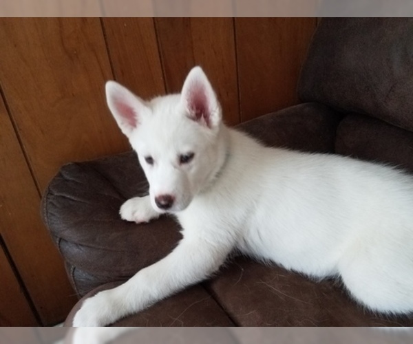 Medium Photo #5 Siberian Husky Puppy For Sale in ILION, NY, USA