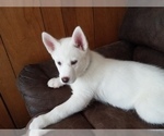 Small Photo #5 Siberian Husky Puppy For Sale in ILION, NY, USA