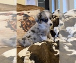 Small Photo #8 Aussie-Corgi Puppy For Sale in LUBBOCK, TX, USA