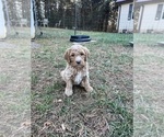 Puppy Puppy 1 Double Doodle