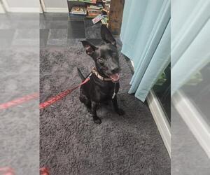 SMOKE - Male German Shepherd Dog-Unknown Mix Dog for Adoption