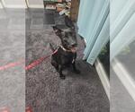 SMOKE - Male German Shepherd Dog-Unknown Mix Dog for Adoption - Small photo