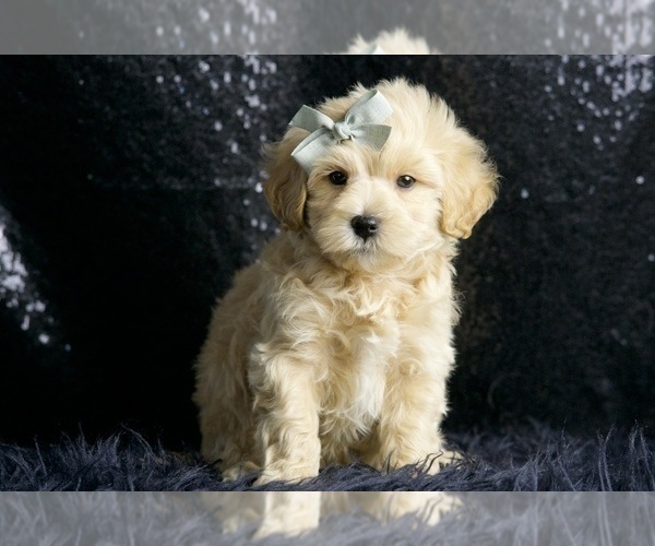 Medium Photo #2 Maltipoo (Miniature) Puppy For Sale in WARSAW, IN, USA