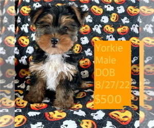 Yorkshire Terrier Puppy for sale in AMSTERDAM, MO, USA