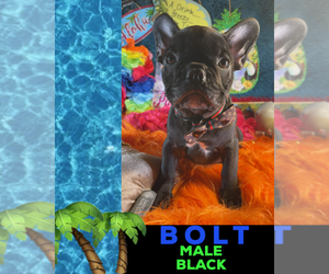 French Bulldog Puppy for sale in HEATHROW, FL, USA