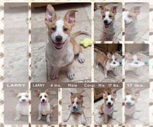 Pembroke Welsh Corgi-Unknown Mix Dogs for adoption in Mesa, AZ, USA