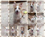 Small Pembroke Welsh Corgi Mix