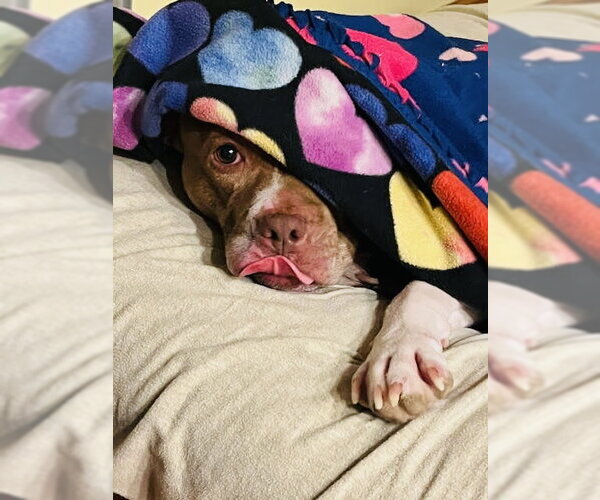 Medium Photo #1 Staffordshire Bull Terrier-Unknown Mix Puppy For Sale in Princeton, MN, USA