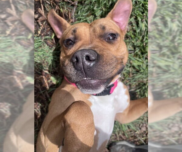 Medium Photo #2 Boxer-Unknown Mix Puppy For Sale in Plano, TX, USA