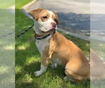 Small #5 American Pit Bull Terrier-Beagle Mix