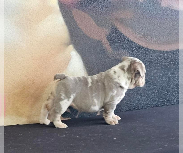 Medium Photo #14 English Bulldog Puppy For Sale in SAN MATEO, CA, USA