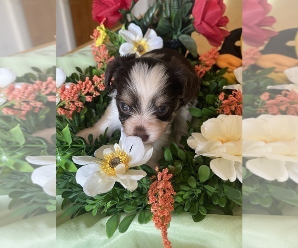 Medium Photo #8 Yorkshire Terrier Puppy For Sale in ROCKFORD, IL, USA