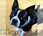 Small Photo #1 Boston Terrier Puppy For Sale in LOUISVILLE, KY, USA