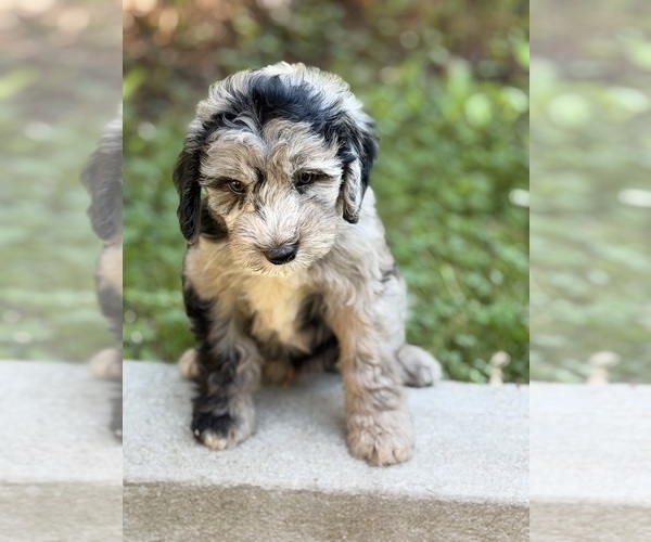 Medium Photo #9 Sheepadoodle Puppy For Sale in CLEMSON, SC, USA