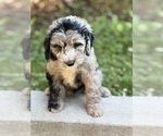 Small Photo #20 Sheepadoodle Puppy For Sale in CLEMSON, SC, USA