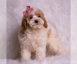 Small #6 Goldendoodle (Miniature)