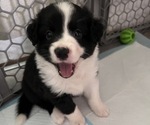 Small #7 Border-Aussie
