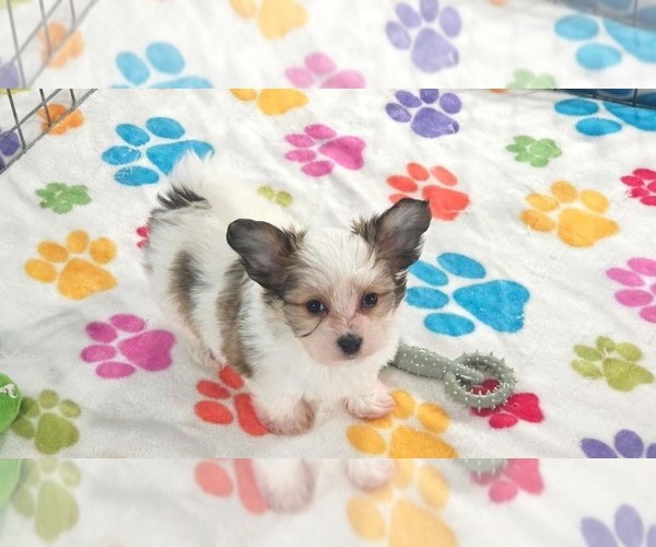 Medium Photo #8 Papitese Puppy For Sale in ORO VALLEY, AZ, USA