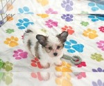 Dakota - Female Papitese Puppy for Sale - Photo #8