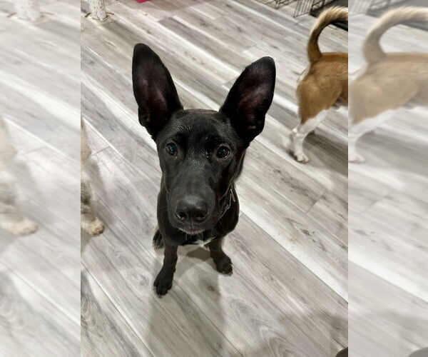 Medium Photo #17 German Shepherd Dog-Unknown Mix Puppy For Sale in Brewster, NY, USA