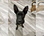 Small #16 German Shepherd Dog Mix